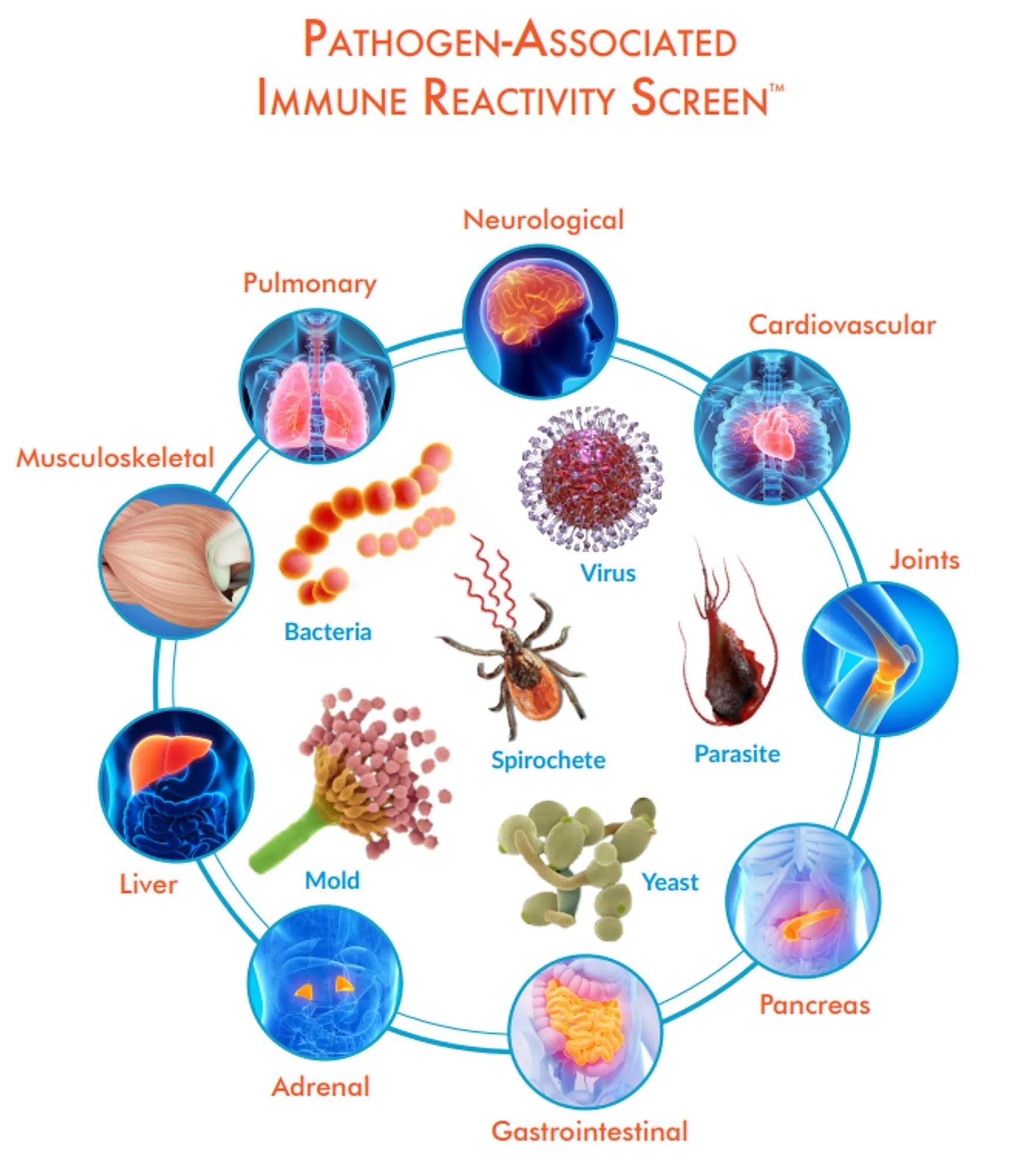 Cyrex ARRAY 12 - Pathogen-Associated Immune Reactivity Screen Test iThrive Essentials